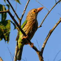 Lineated Barbet
